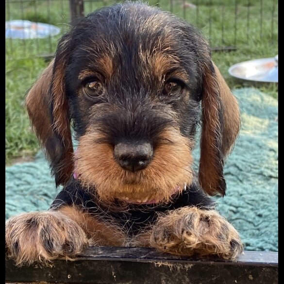 Dachshund (Standard &amp; Miniature) - Both