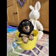 Dachshund (Standard &amp; Miniature) - Bitches