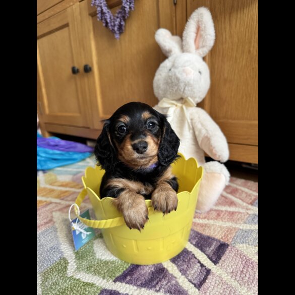Dachshund (Standard &amp; Miniature) - Bitches
