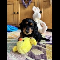 Dachshund (Standard &amp; Miniature) - Bitches
