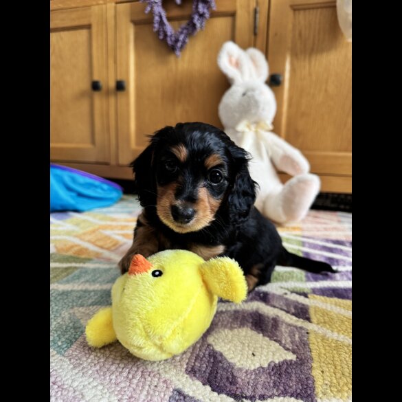 Dachshund (Standard &amp; Miniature) - Bitches