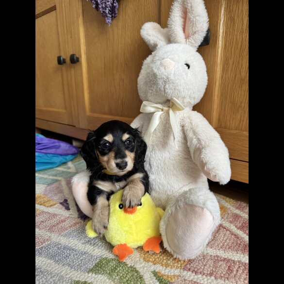 Dachshund (Standard &amp; Miniature) - Bitches