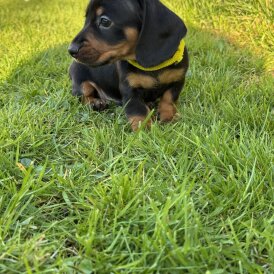 Dachshund (Standard &amp; Miniature) - Both