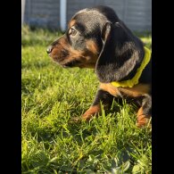 Dachshund (Standard &amp; Miniature) - Both