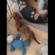 Dachshund (Standard &amp; Miniature) - Both