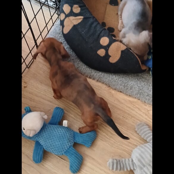 Dachshund (Standard &amp; Miniature) - Both