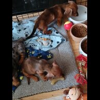 Dachshund (Standard &amp; Miniature) - Both