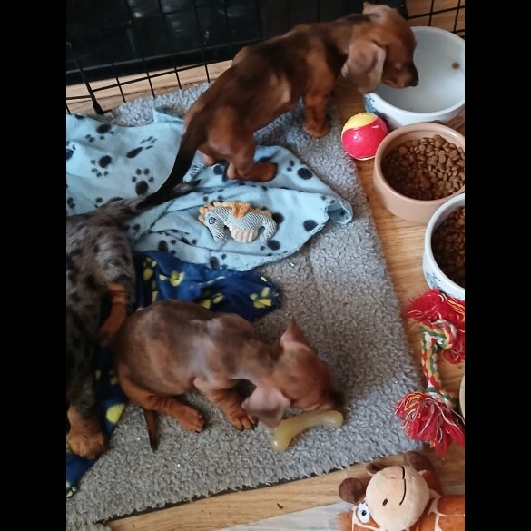 Dachshund (Standard &amp; Miniature) - Both