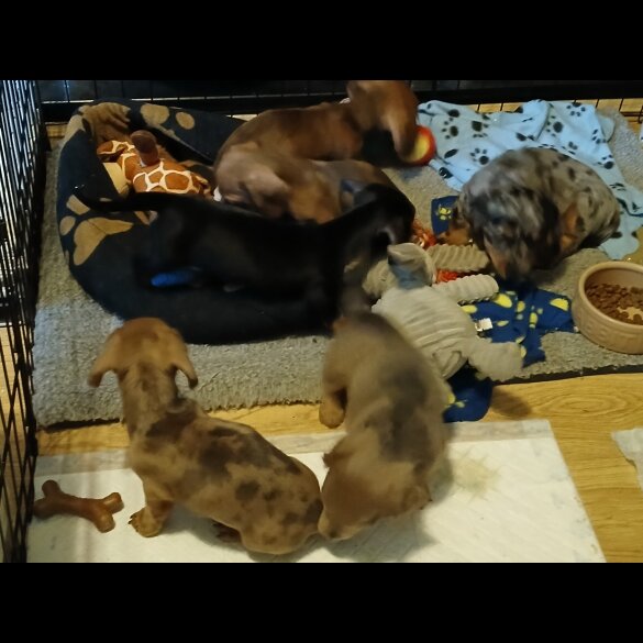 Dachshund (Standard &amp; Miniature) - Both
