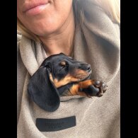 Dachshund (Standard &amp; Miniature) - Both