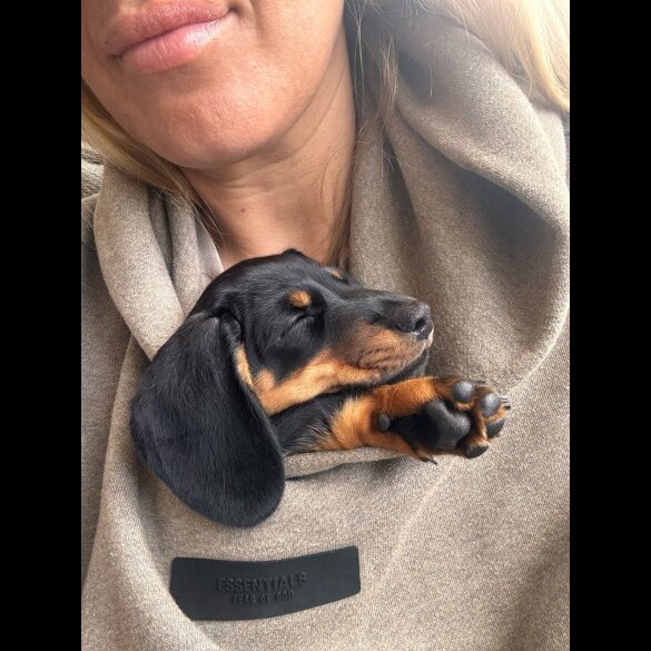 Dachshund (Standard &amp; Miniature) - Both