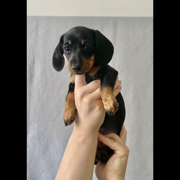 Dachshund (Standard &amp; Miniature) - Both