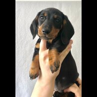 Dachshund (Standard &amp; Miniature) - Both