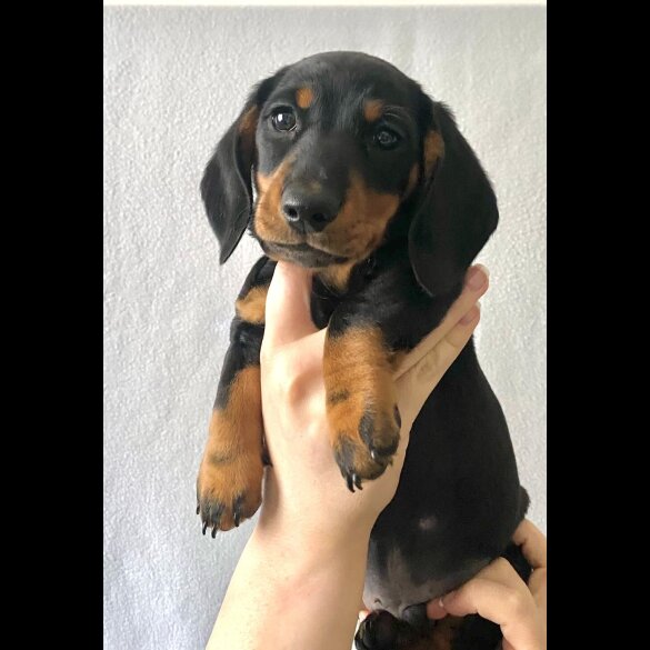 Dachshund (Standard &amp; Miniature) - Both