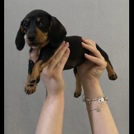 Dachshund (Standard &amp; Miniature) - Both