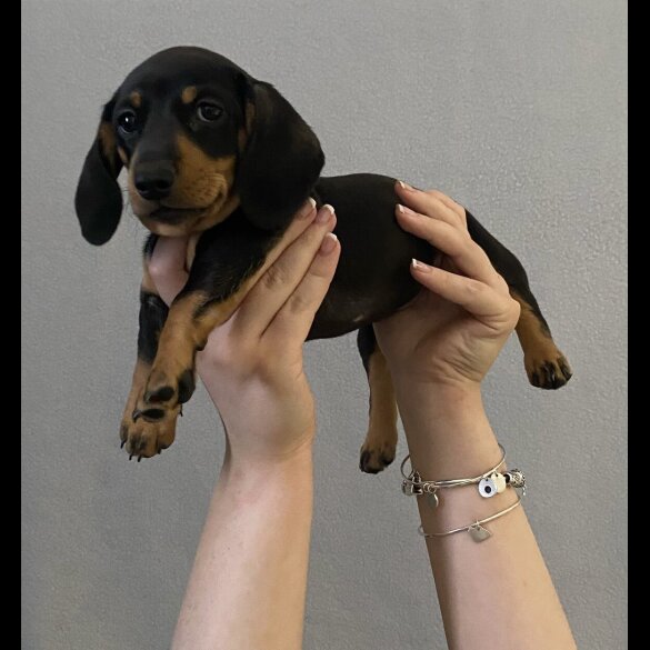 Dachshund (Standard &amp; Miniature) - Both