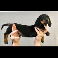 Dachshund (Standard &amp; Miniature) - Both