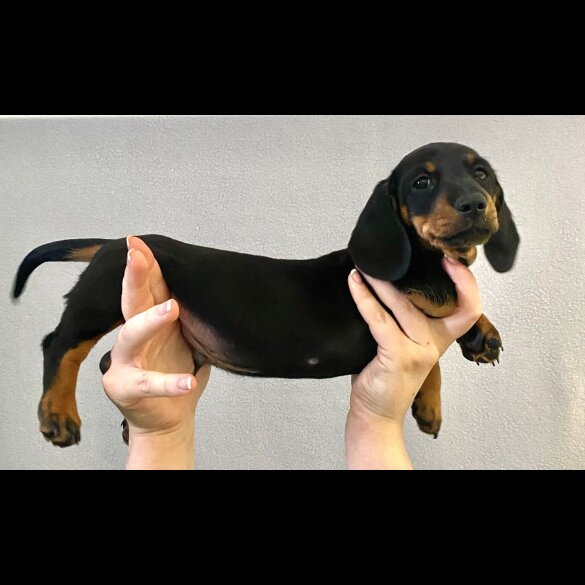 Dachshund (Standard &amp; Miniature) - Both