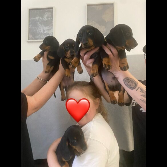 Dachshund (Standard &amp; Miniature) - Both
