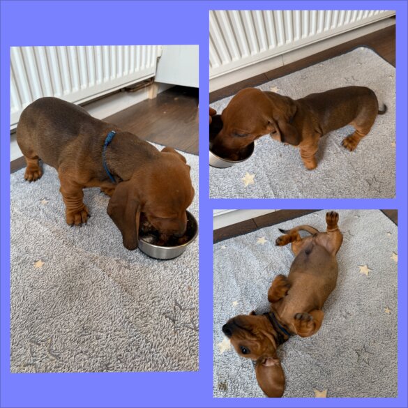 Dachshund (Standard &amp; Miniature) - Both