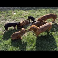 Dachshund (Standard &amp; Miniature) - Both