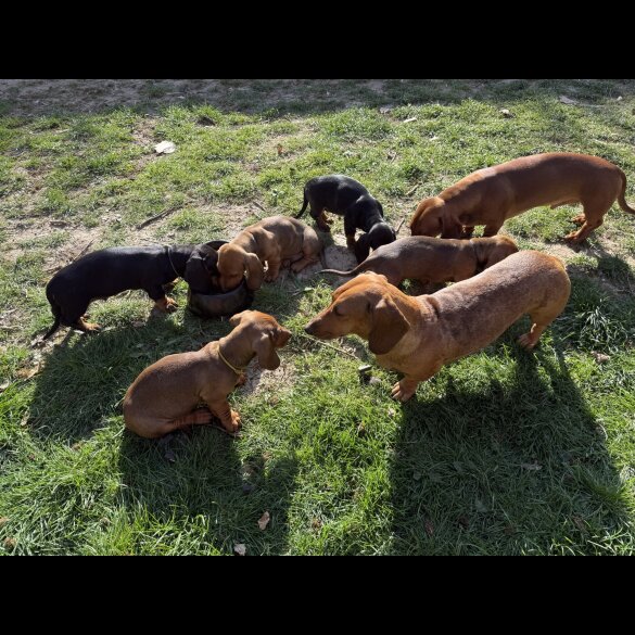 Dachshund (Standard &amp; Miniature) - Both