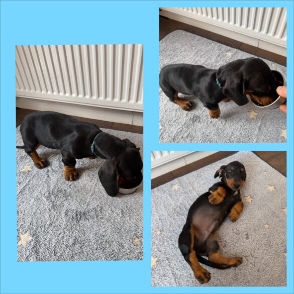 Dachshund (Standard &amp; Miniature) - Both