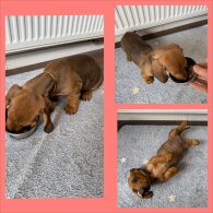 Dachshund (Standard &amp; Miniature) - Both
