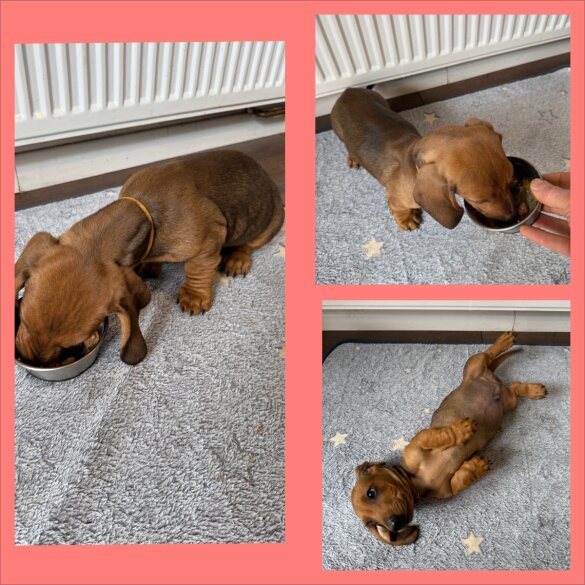 Dachshund (Standard &amp; Miniature) - Both