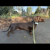 Dachshund (Standard &amp; Miniature)