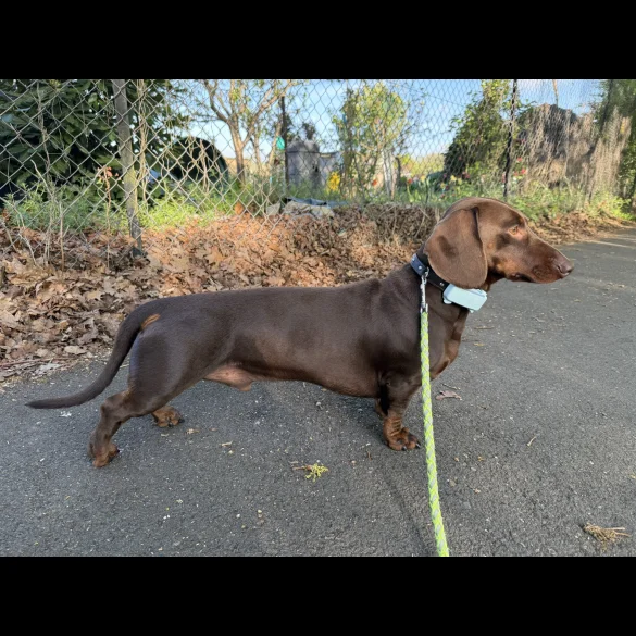 Dachshund (Standard &amp; Miniature)