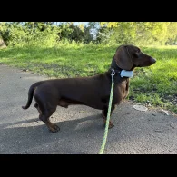 Dachshund (Standard &amp; Miniature)