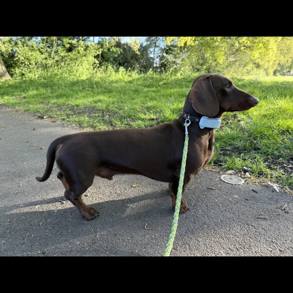 Dachshund (Standard &amp; Miniature)