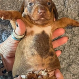 Dachshund (Standard &amp; Miniature) - Both