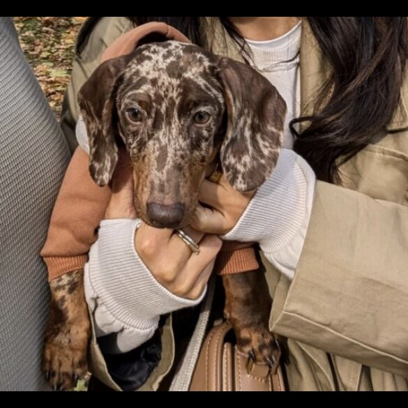 Dachshund (Standard &amp; Miniature)
