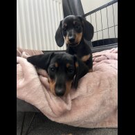 Dachshund (Standard &amp; Miniature) - Both