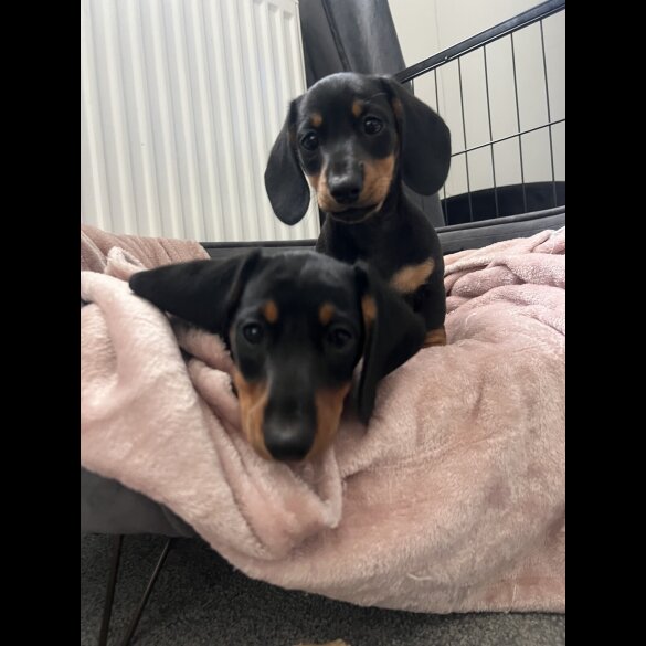 Dachshund (Standard &amp; Miniature) - Both