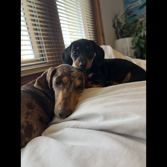 Dachshund (Standard &amp; Miniature) - Both