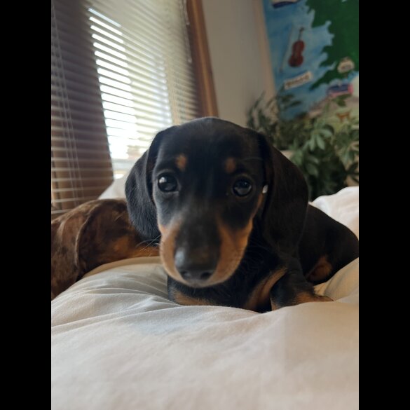 Dachshund (Standard &amp; Miniature) - Both