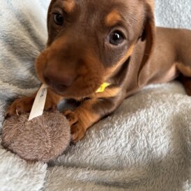 Dachshund (Standard &amp; Miniature) - Both