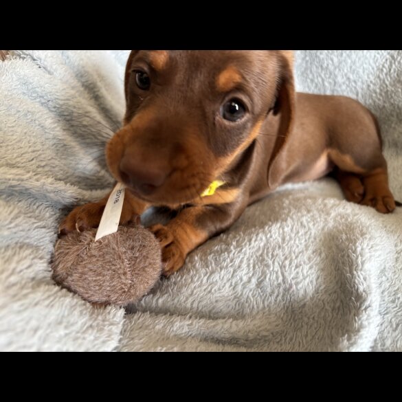 Dachshund (Standard &amp; Miniature) - Bitches
