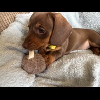 Dachshund (Standard &amp; Miniature) - Bitches