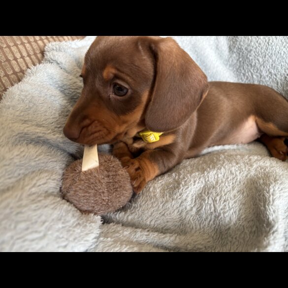 Dachshund (Standard &amp; Miniature) - Bitches