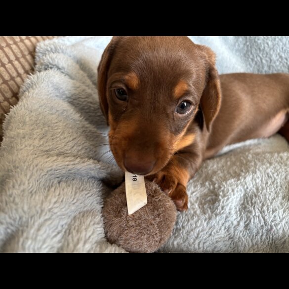 Dachshund (Standard &amp; Miniature) - Bitches