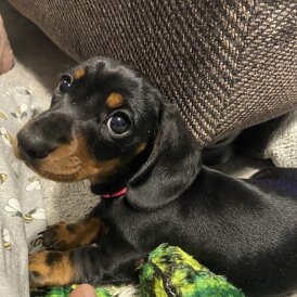 Dachshund (Standard &amp; Miniature) - Both