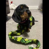 Dachshund (Standard &amp; Miniature) - Both