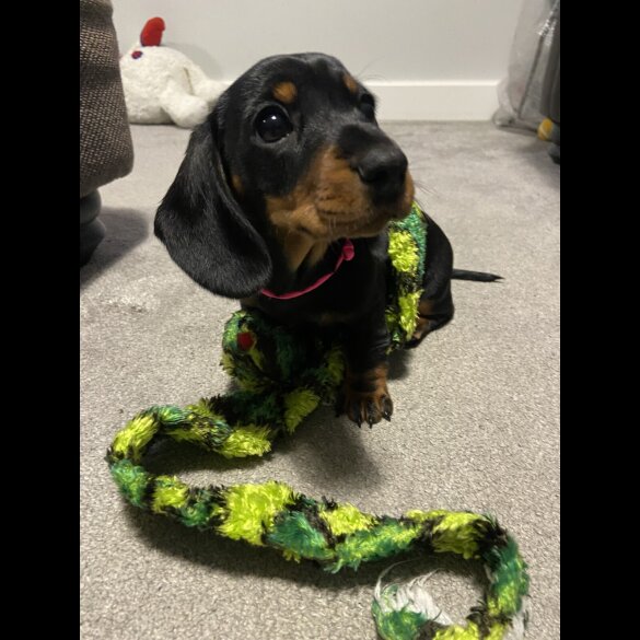 Dachshund (Standard &amp; Miniature) - Both