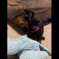 Dachshund (Standard &amp; Miniature) - Both