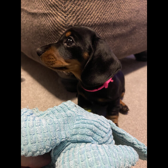 Dachshund (Standard &amp; Miniature) - Both