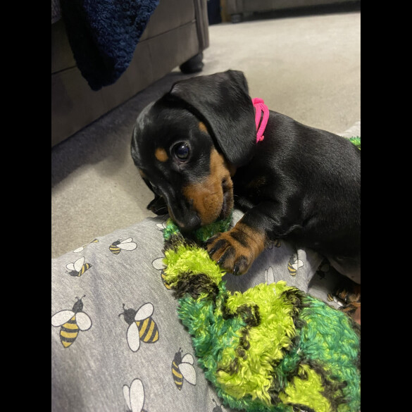 Dachshund (Standard &amp; Miniature) - Both